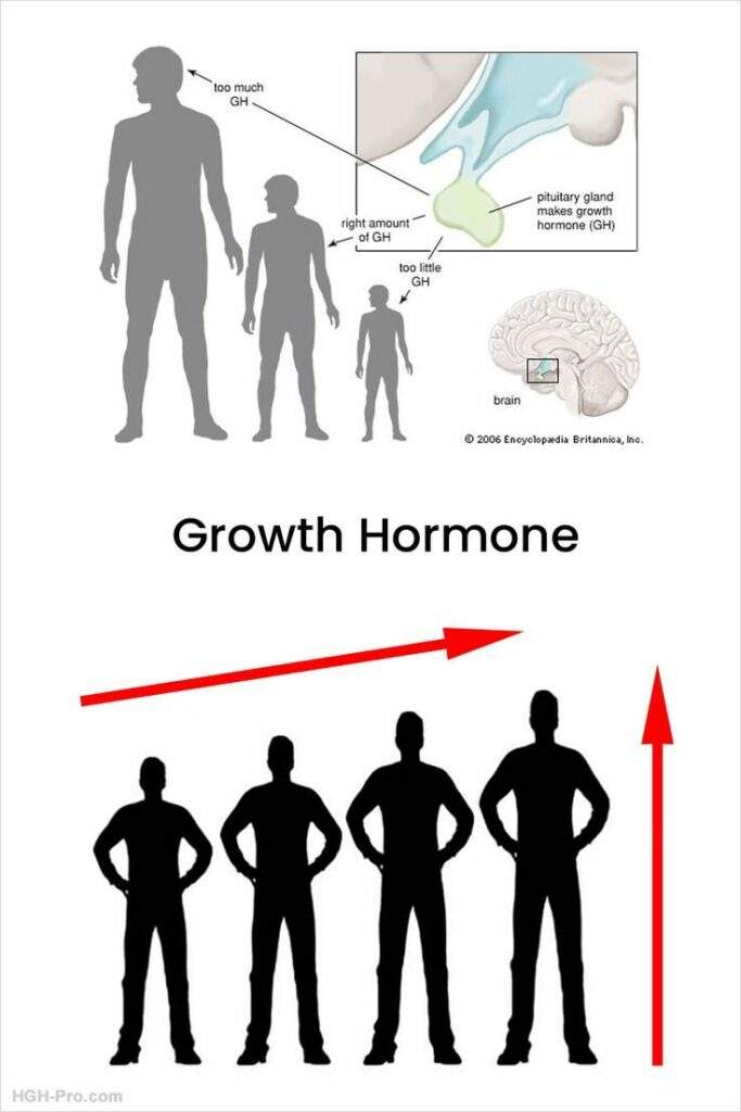 hgh, growth spurts, and increasing height